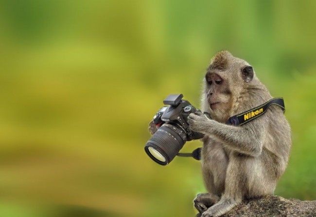 Ces animaux qui se prennent pour des photographes