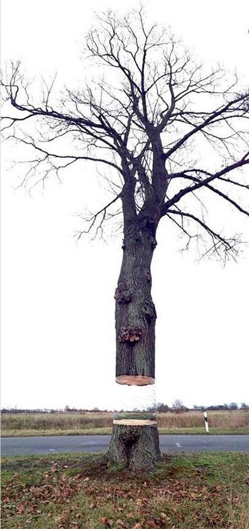 Une incroyable illusion d'optique avec un tronc d'arbre #3