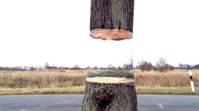 Une incroyable illusion d'optique avec un tronc d'arbre