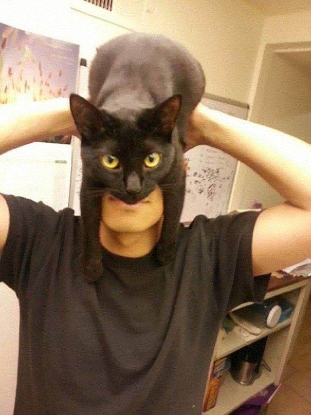 Déguisez-vous en Batman avec votre chat #2