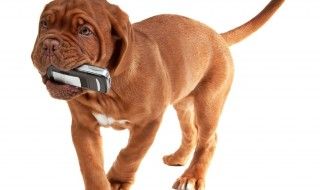 🎁 Gagnez 5 livres du chien qui envoie des SMS