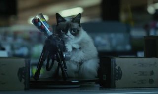 Grumpy Cat : une première bande annonce explosive !