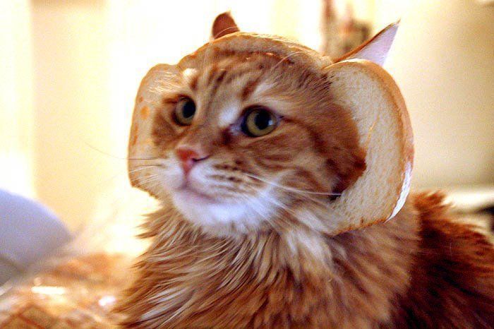 LOLCats : Les plus beaux Chats Pain de Noël #38