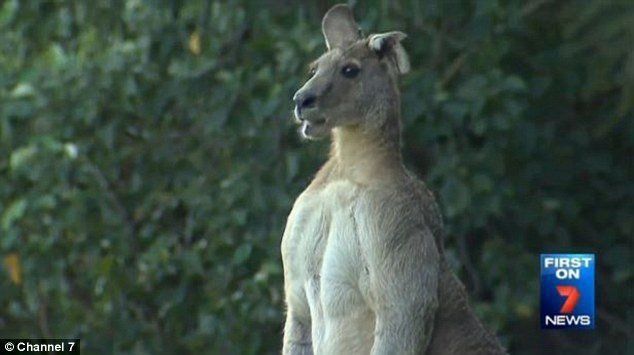 2 mètres et 100 kilos pour Big Buck, le vrai kangourou de Tekken #3