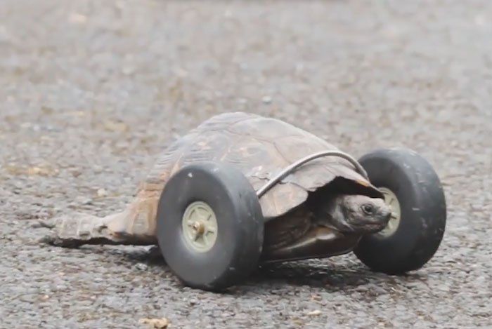 Une tortue reçoit 2 roues en prothèse pour remplacer ses pattes avant amputées #3