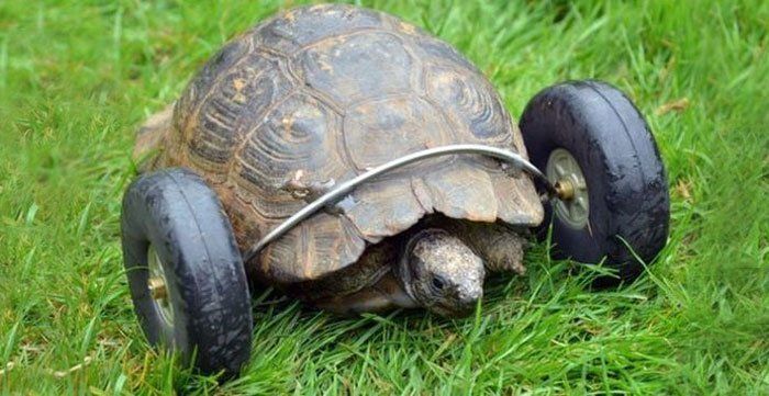 Une tortue reçoit 2 roues en prothèse pour remplacer ses pattes avant amputées