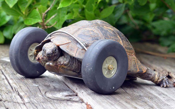 Une tortue reçoit 2 roues en prothèse pour remplacer ses pattes avant amputées