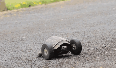 Une tortue reçoit 2 roues en prothèse pour remplacer ses pattes avant amputées #2