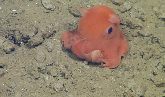La découverte d'une adorable pieuvre fascine les scientifiques