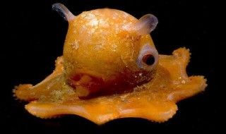 La découverte d'une adorable pieuvre fascine les scientifiques