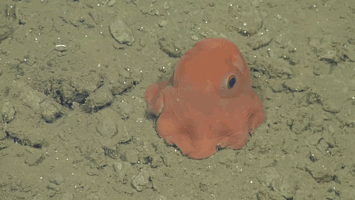 La découverte d'une adorable pieuvre fascine les scientifiques #4