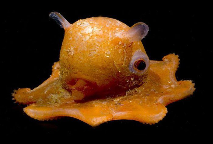 La découverte d'une adorable pieuvre fascine les scientifiques #3
