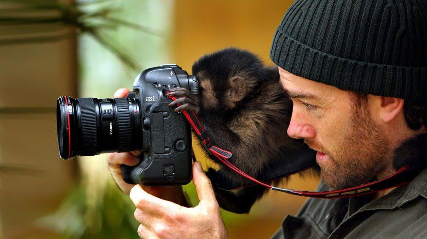 Ces animaux qui se prennent pour des photographes #12