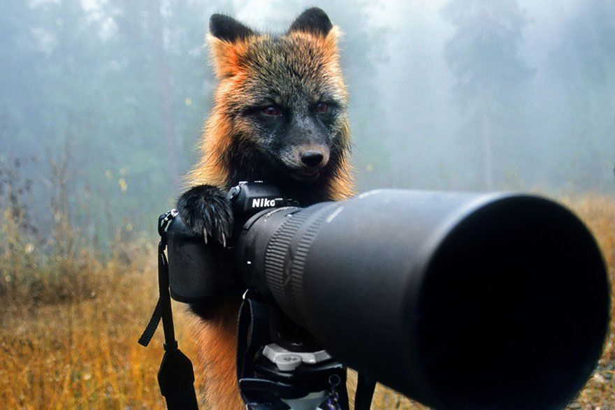 Ces animaux qui se prennent pour des photographes #16
