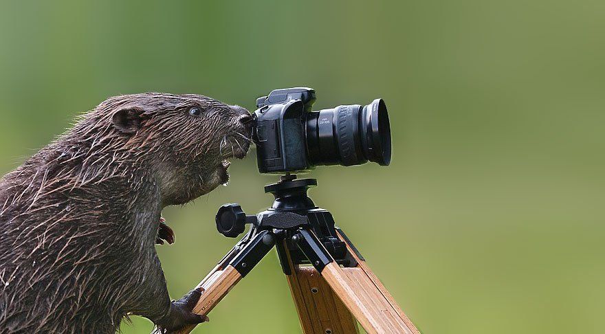 Ces animaux qui se prennent pour des photographes #2