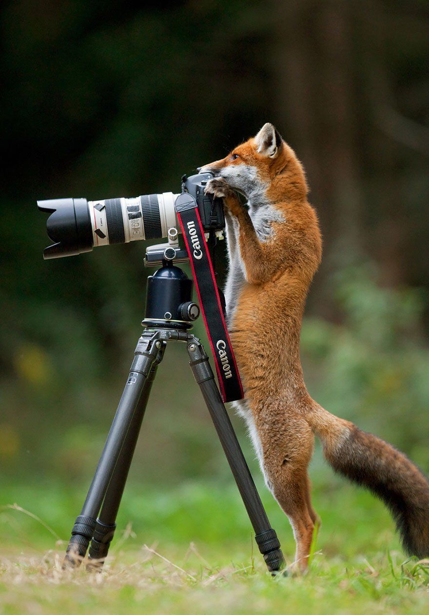 Ces animaux qui se prennent pour des photographes #17