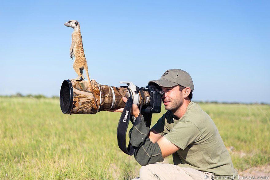 Ces animaux qui se prennent pour des photographes #9