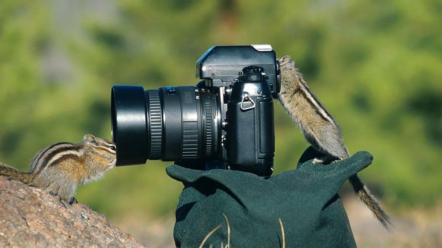 Ces animaux qui se prennent pour des photographes #13