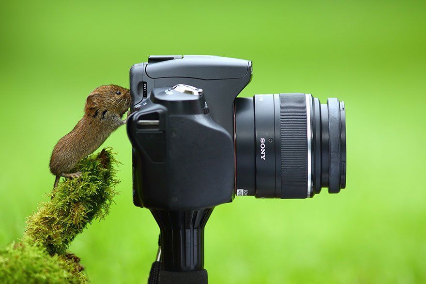 Ces animaux qui se prennent pour des photographes #10