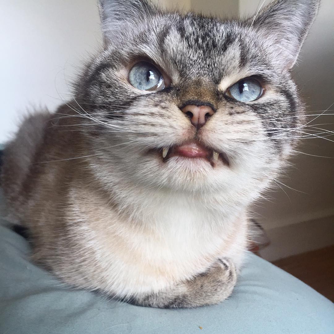 Loki, le chat vampire le plus attachant d'Instagram