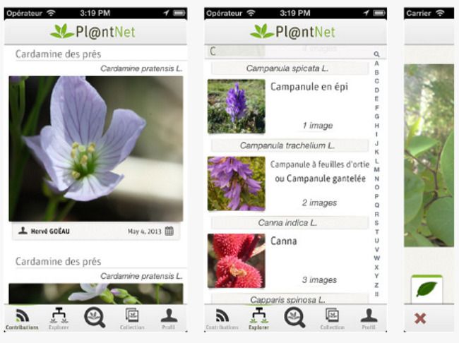 Plantnet : découvrez le nom d’une plante juste en la photographiant