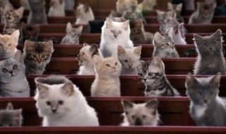 Kitten Kollege : une université pour les Chatons