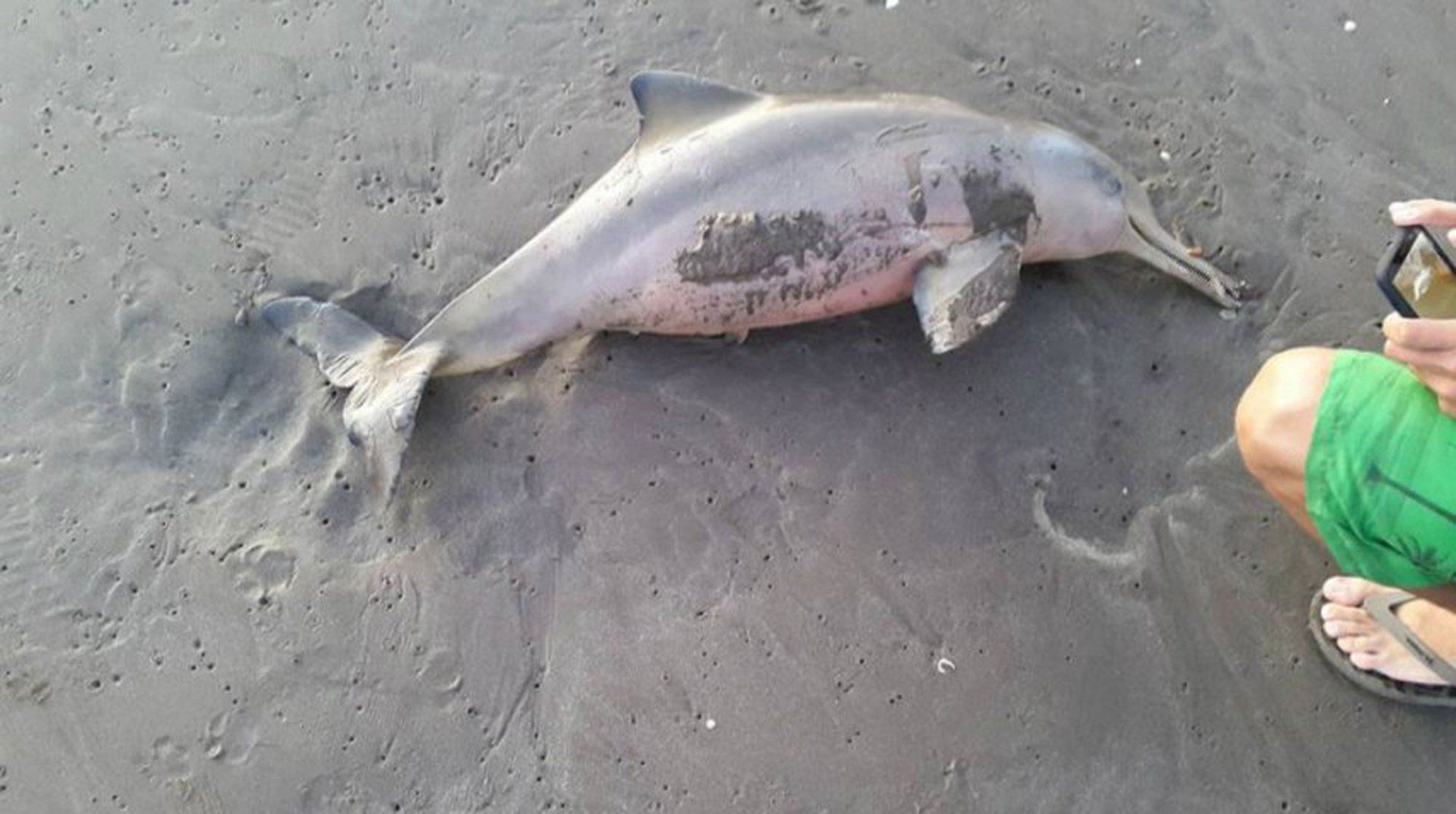 Ils tuent un bébé dauphin juste pour faire des selfies #3
