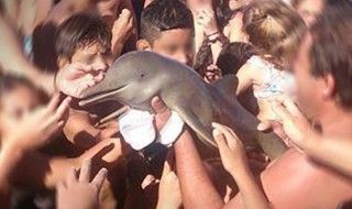 Ils tuent un bébé dauphin juste pour faire des selfies