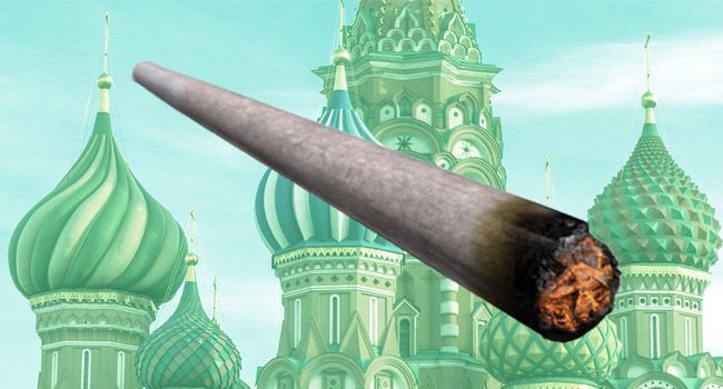 Marijuana : la mairie de Moscou se trompe et plante du cannabis