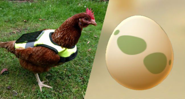 Astuce Pokemon GO : il utilise une poule pour faire éclore ses oeufs