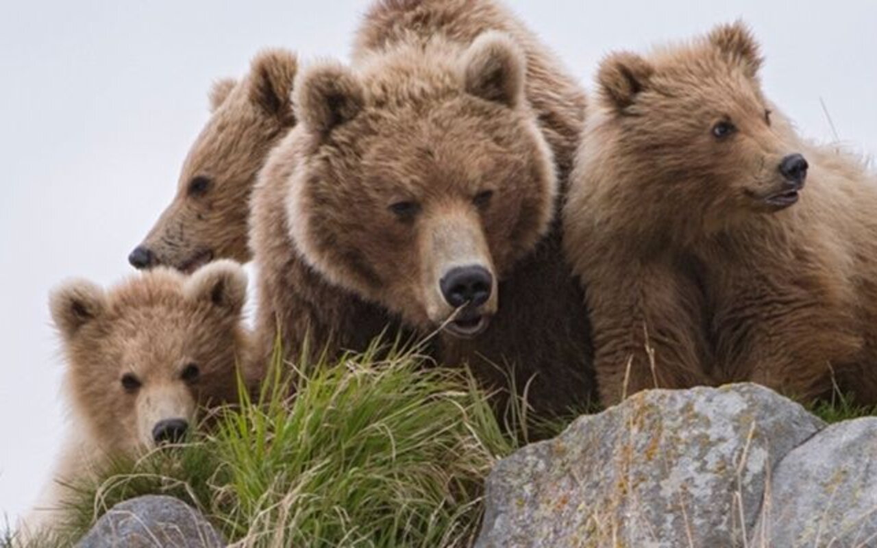 Terre des Ours streaming gratuit