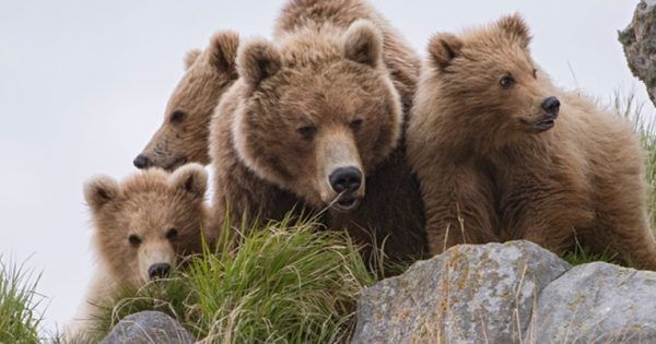 Terre des Ours streaming gratuit