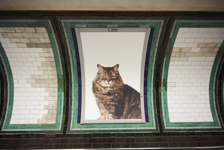 A Londres, les chats ont envahi le métro #2