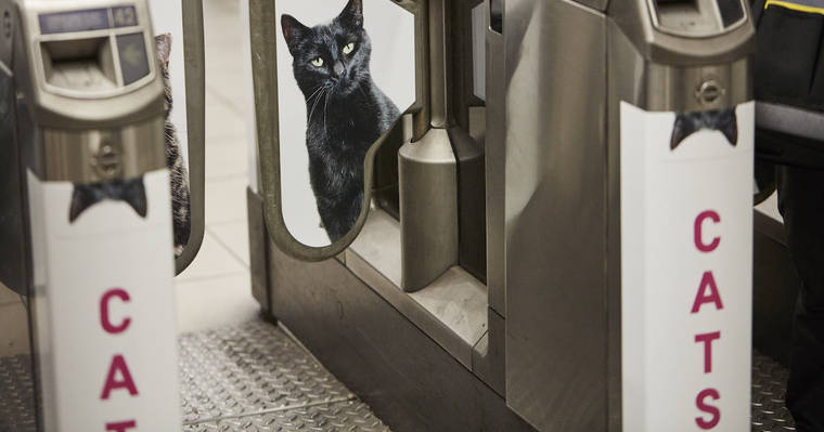 A Londres, les chats ont envahi le métro #10