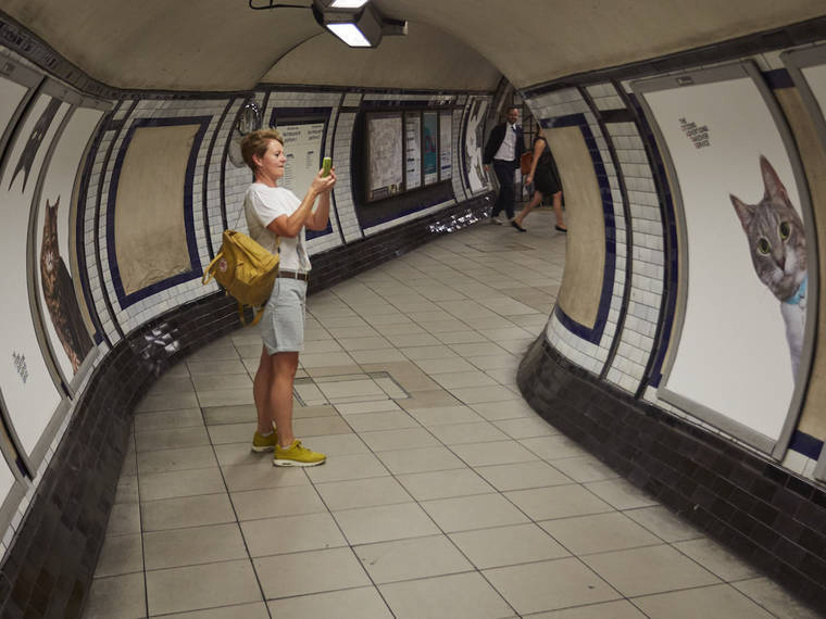 A Londres, les chats ont envahi le métro #11
