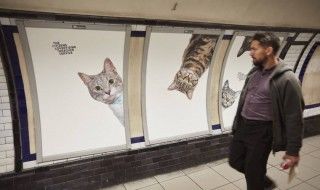 A Londres, les chats ont envahi le métro