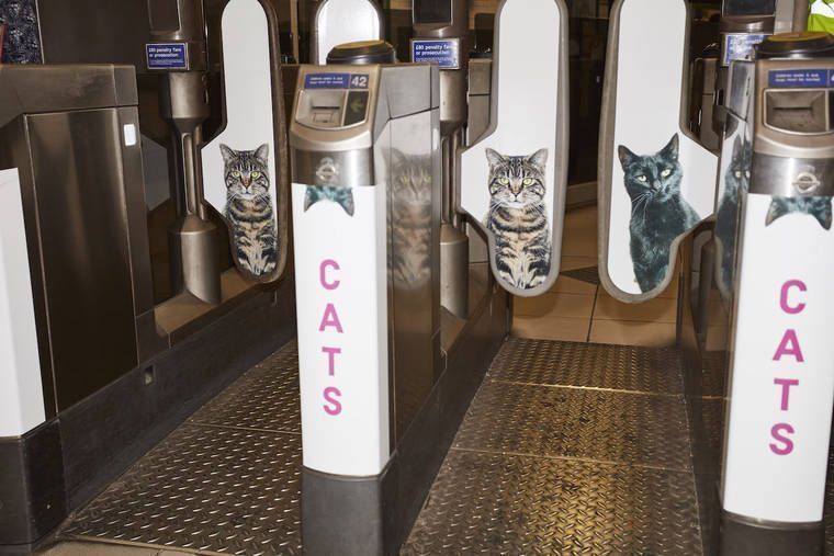 A Londres, les chats ont envahi le métro #7