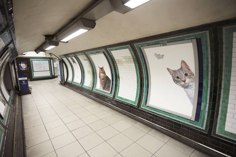 A Londres, les chats ont envahi le métro #6