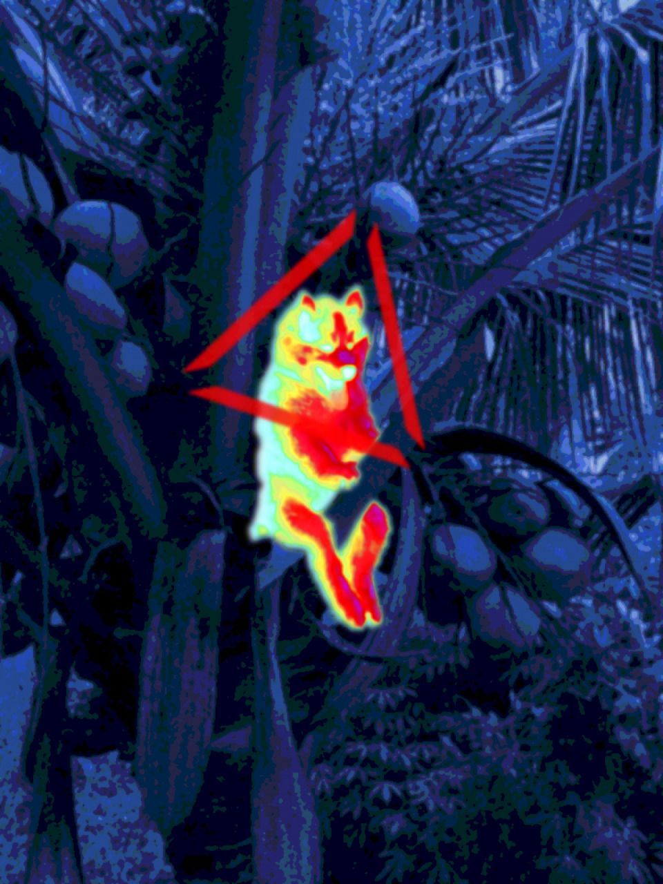 Photoshop : un husky dans un cocotier devient la coqueluche des internautes #2