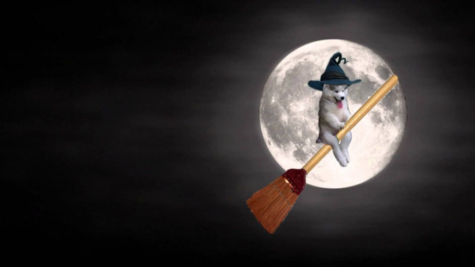 Photoshop : un husky dans un cocotier devient la coqueluche des internautes #18