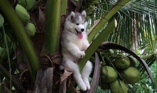 Photoshop : un husky dans un cocotier devient la coqueluche des internautes