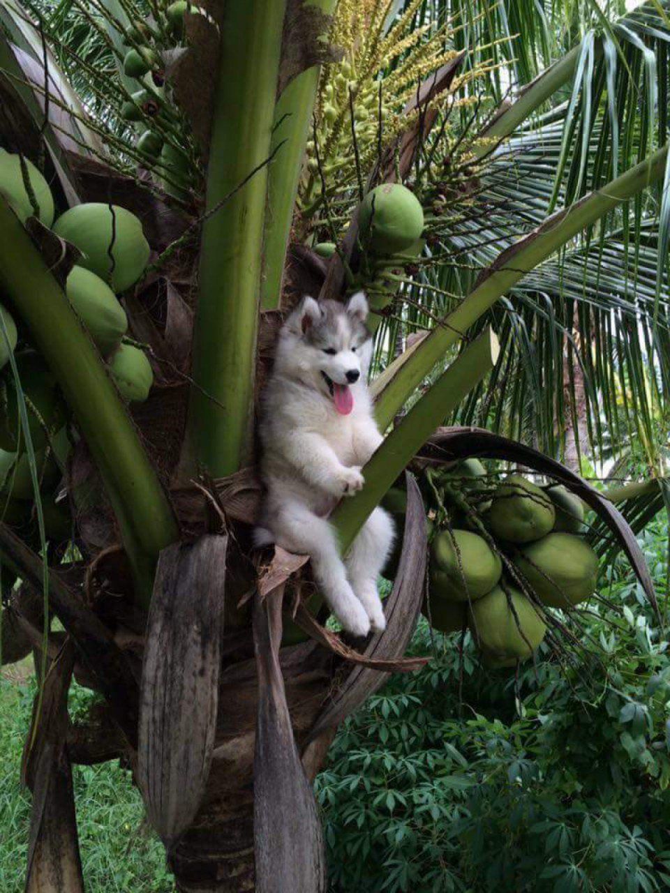 Photoshop : un husky dans un cocotier devient la coqueluche des internautes