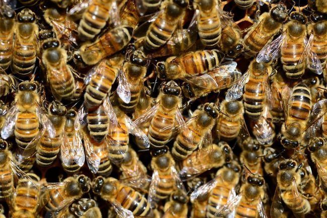Piqué par 400 abeilles, un petit garçon survit grâce à Vegeta
