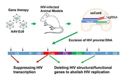 Un animal soigné du VIH grace à une biotechnologie #2