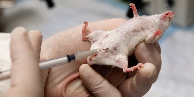 Un animal soigné du VIH grace à une biotechnologie #3
