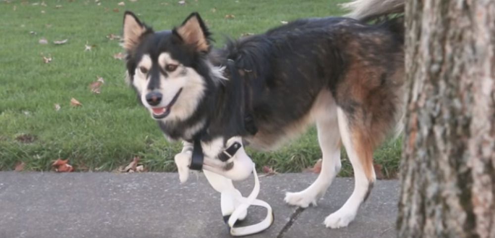 Impression 3D : ce chien handicapé se déplace à l'aide de prothèses sur-mesure