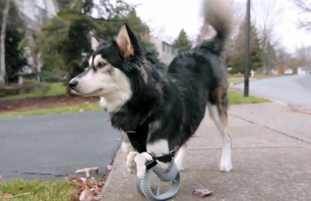 Impression 3D : ce chien handicapé se déplace à l'aide de prothèses sur-mesure #2
