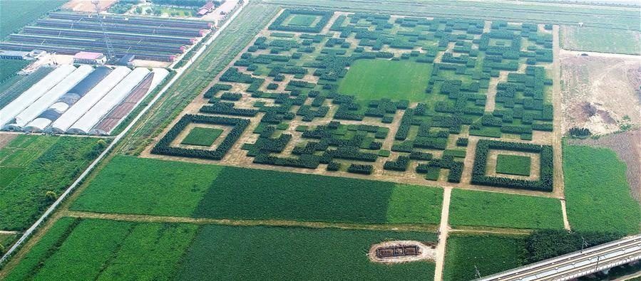 130 000 arbres plantés en Chine pour réaliser un QR Code #2