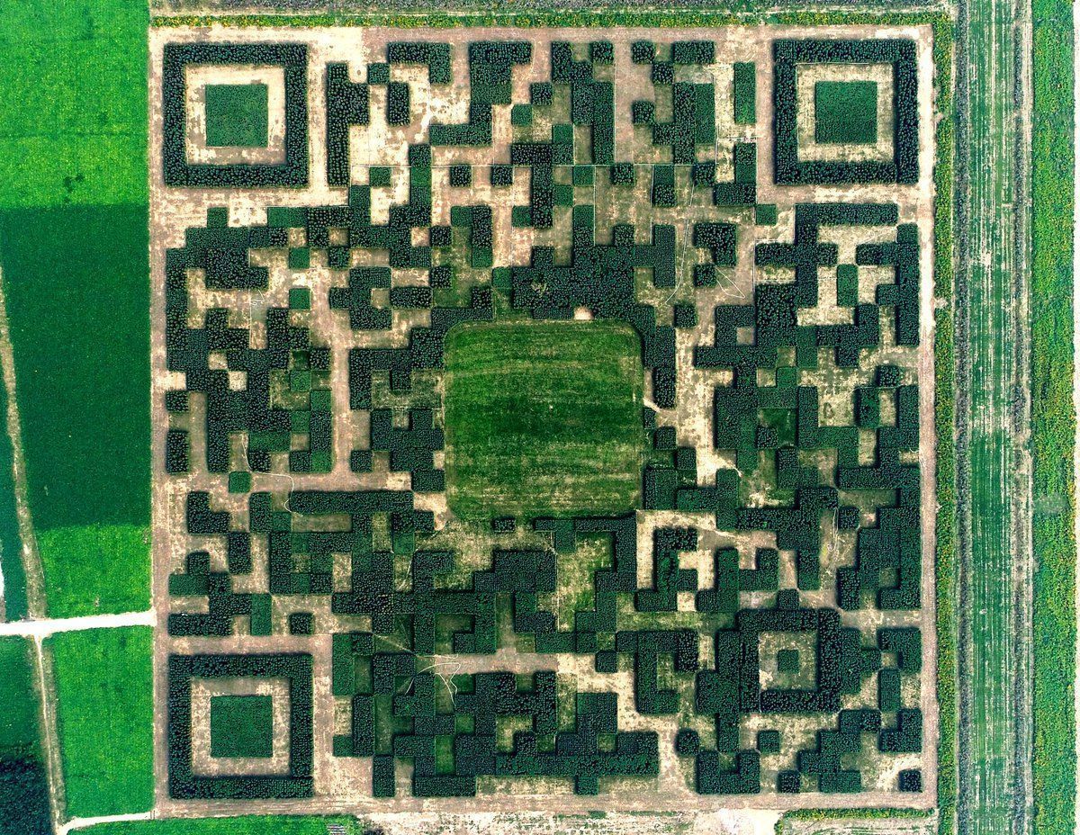 130 000 arbres plantés en Chine pour réaliser un QR Code #3