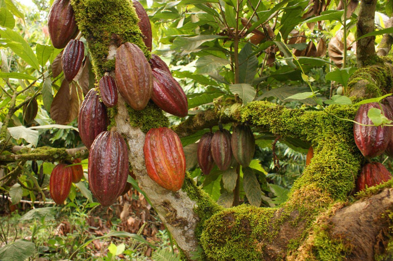 Vers une pénurie de chocolat à cause du réchauffement climatique ? #2